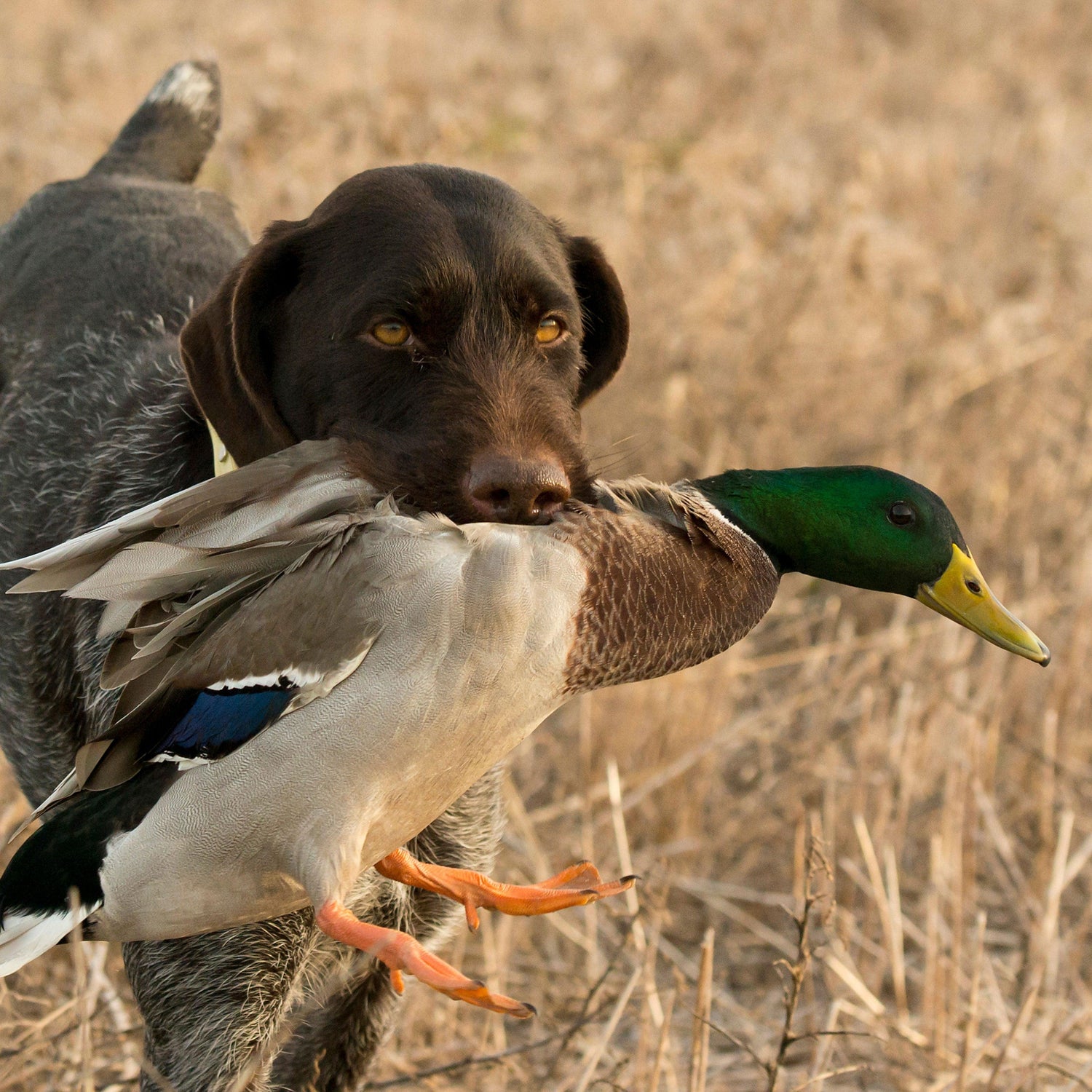 Duck Hunting - Mallard Moon Gift Shop